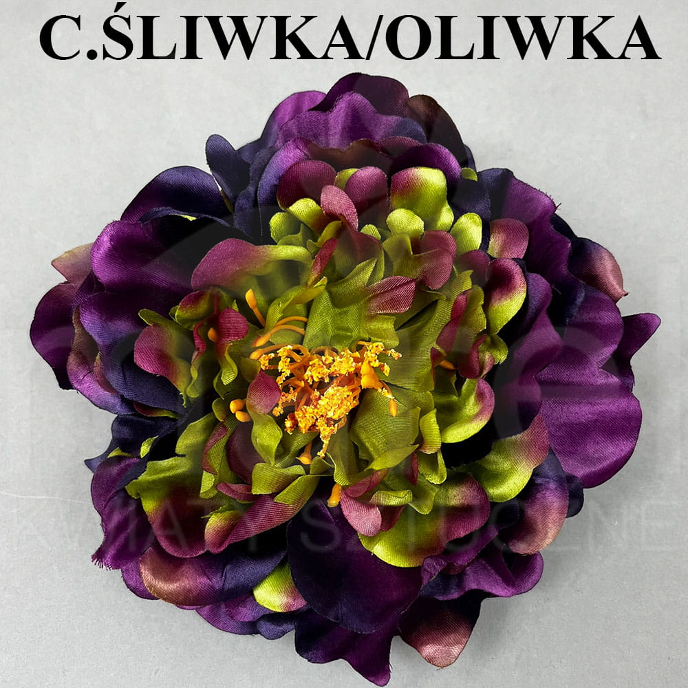 C.ŚLIWKA OLIWKA.jpg