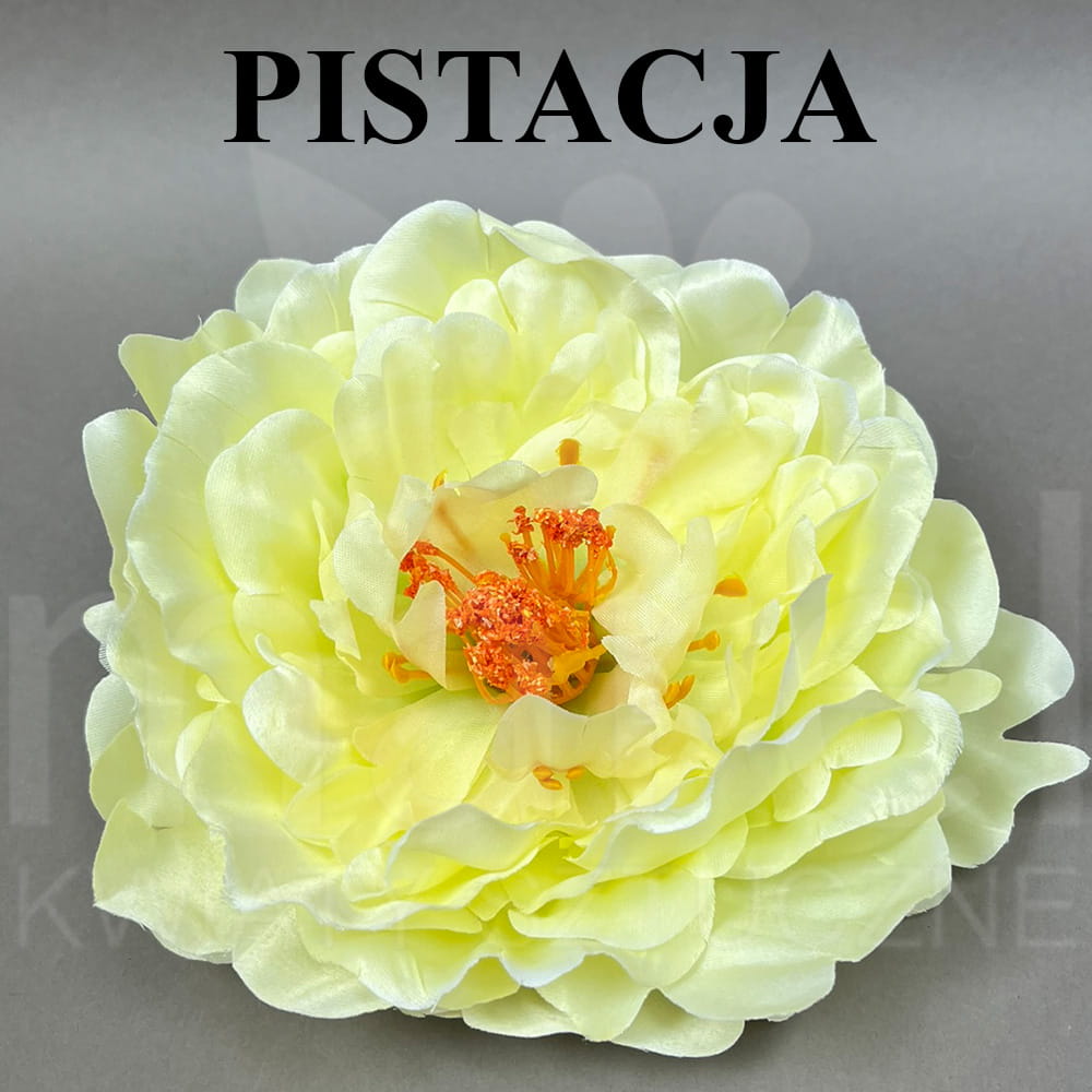 PISTACJA.jpg