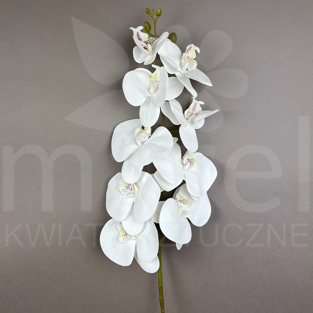RUBBER ORCHID #8 PRZYB.jpg