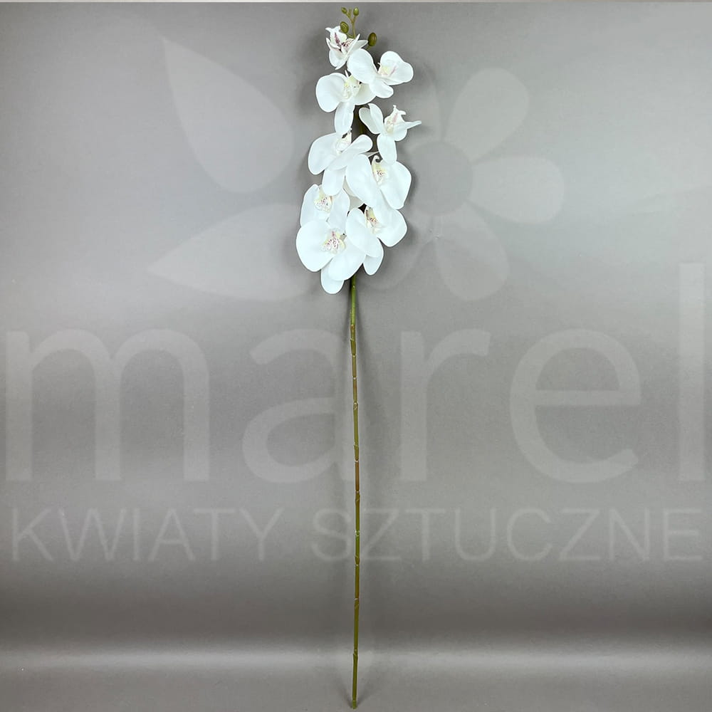 RUBBER ORCHID #8.jpg