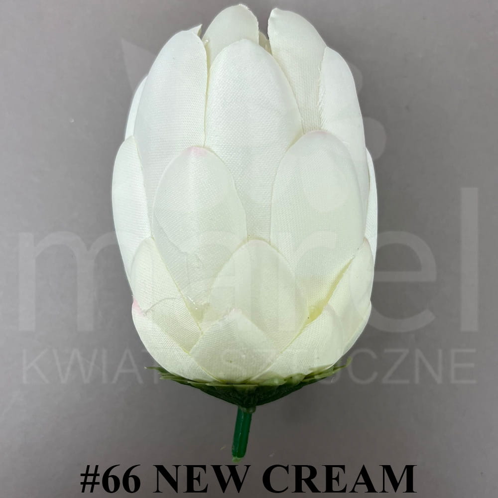 #66 NEW CREAM.jpg