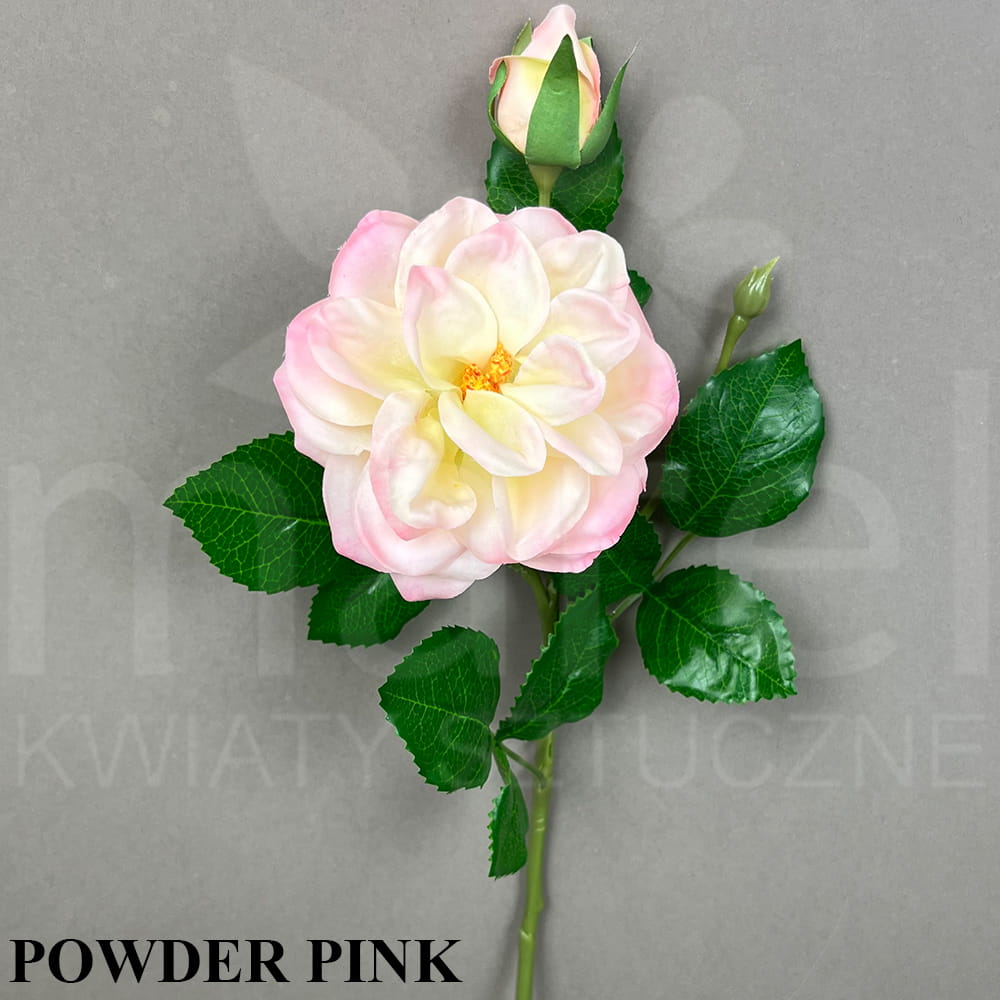 POWDER PINK.jpg
