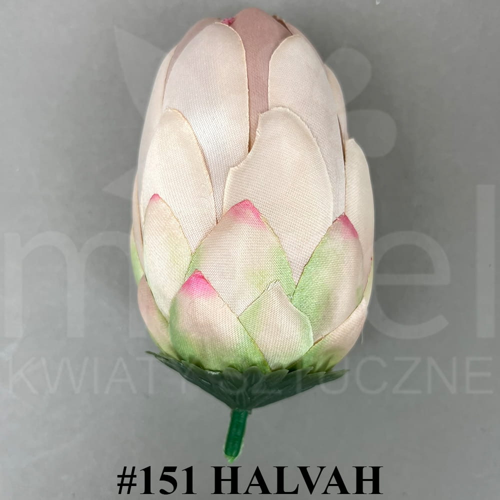 #151 HALVAH.jpg
