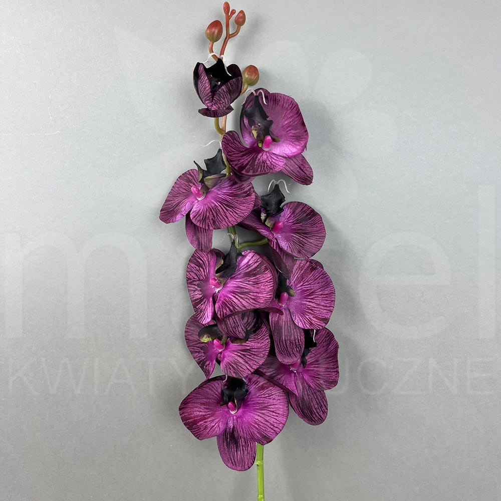 F46-04 57 BLACK DK PLUM.jpg