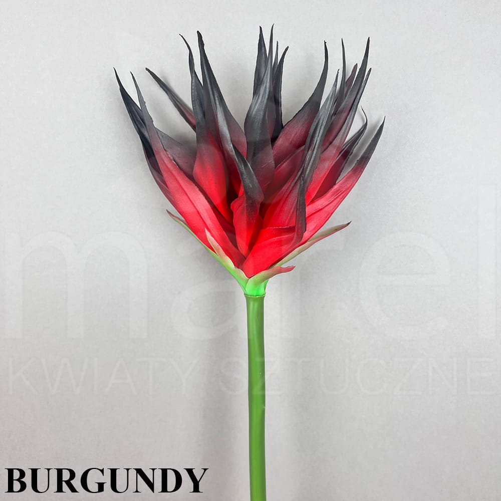 BURGUNDY.jpg