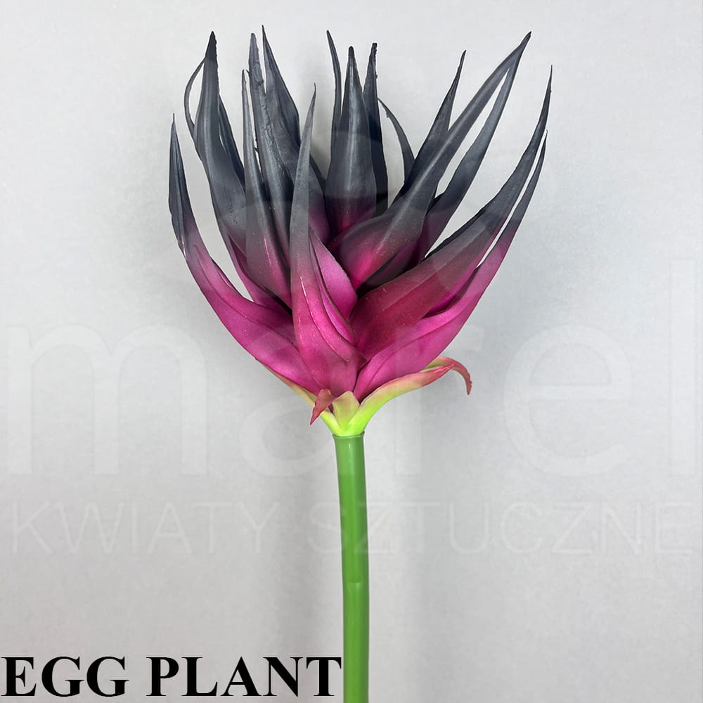 EGGPLANT.jpg
