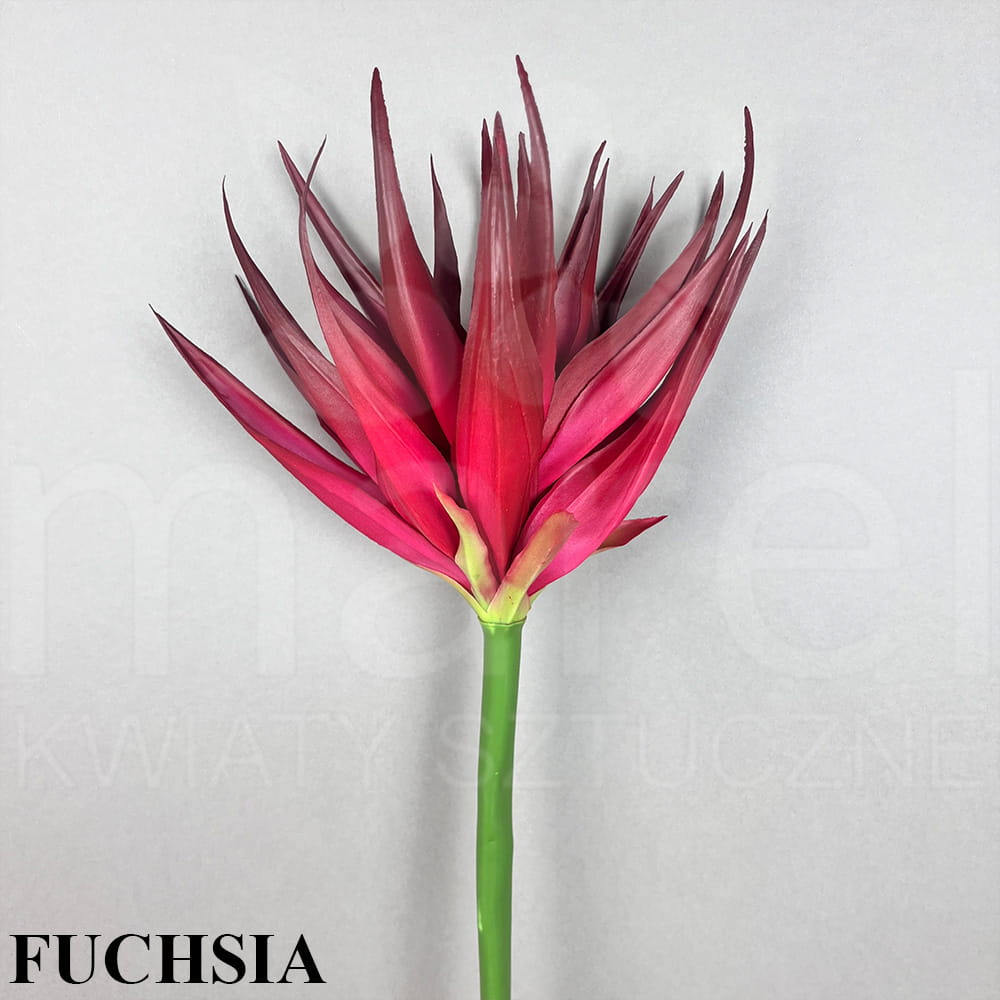 FUCHSIA.jpg