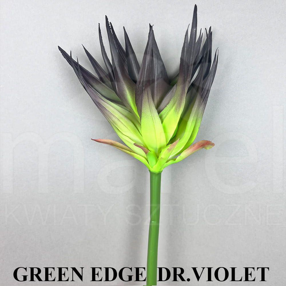 GREEN EDGE DR. VIOLET.jpg