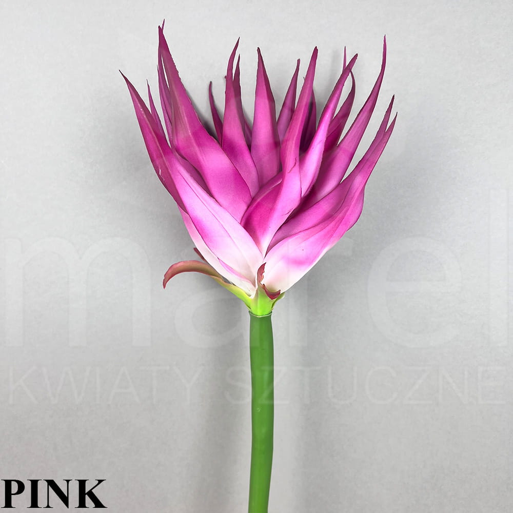 PINK.jpg