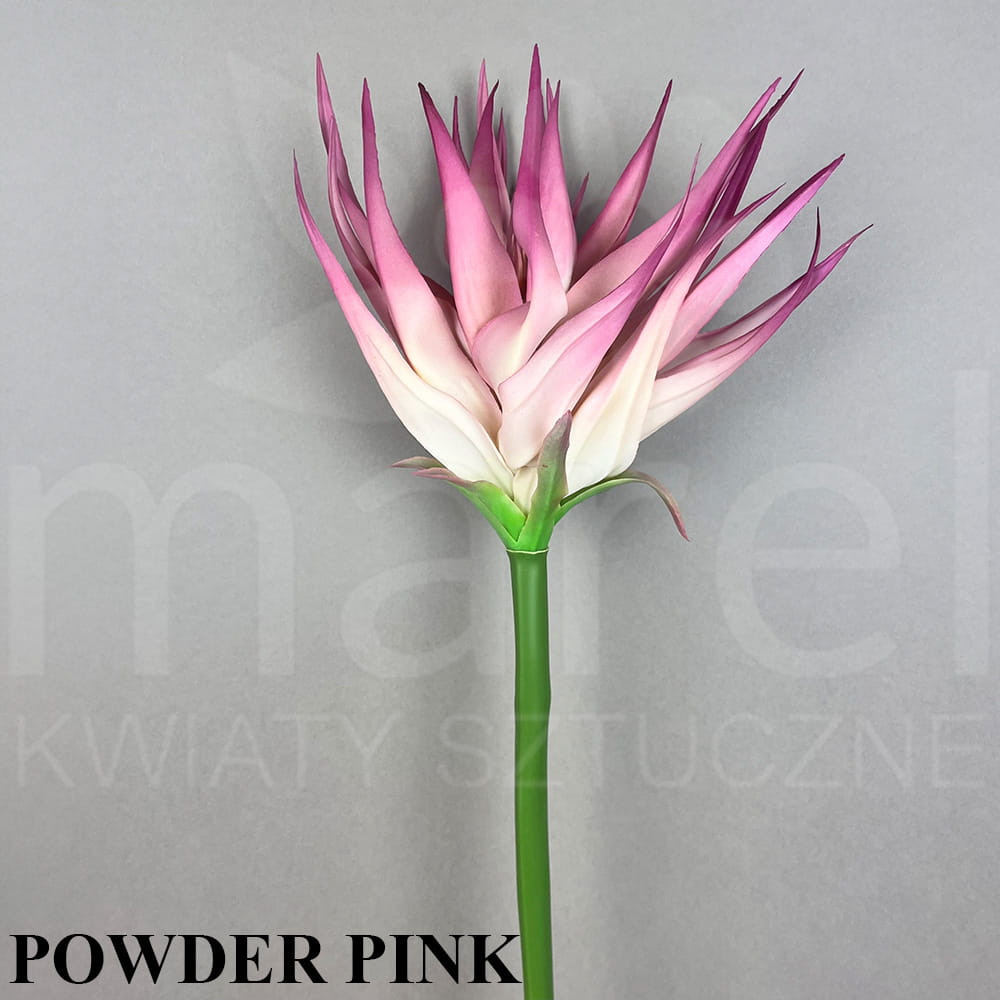 POWDER PINK.jpg