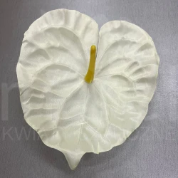 Anturium B169-06 Cream