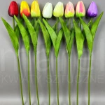 Tulipan HD070154 MIX
