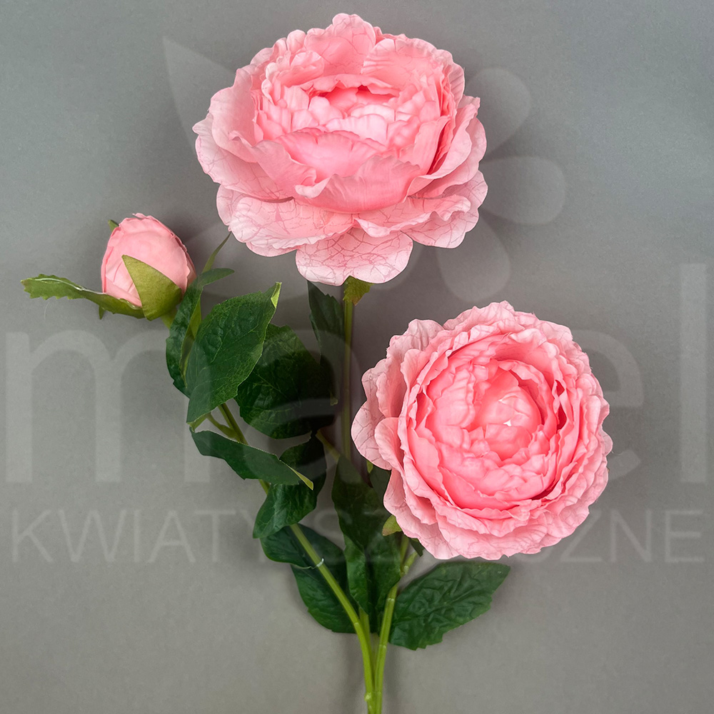 T102-24-1353 POJ.jpg