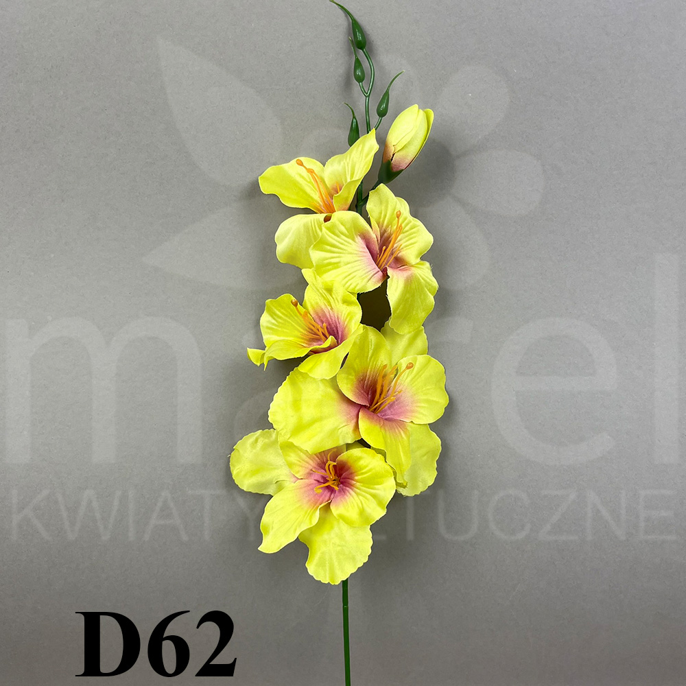D62.jpg