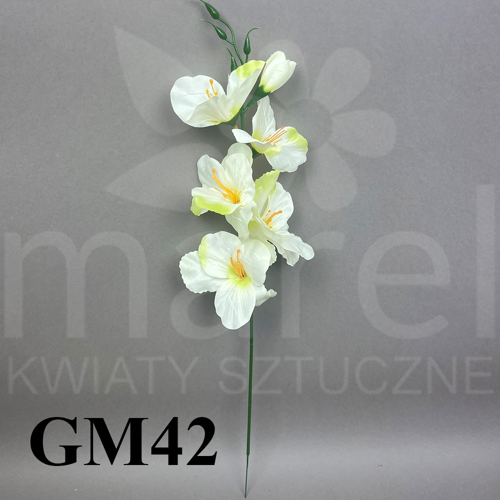 GM42 NOWY.jpg