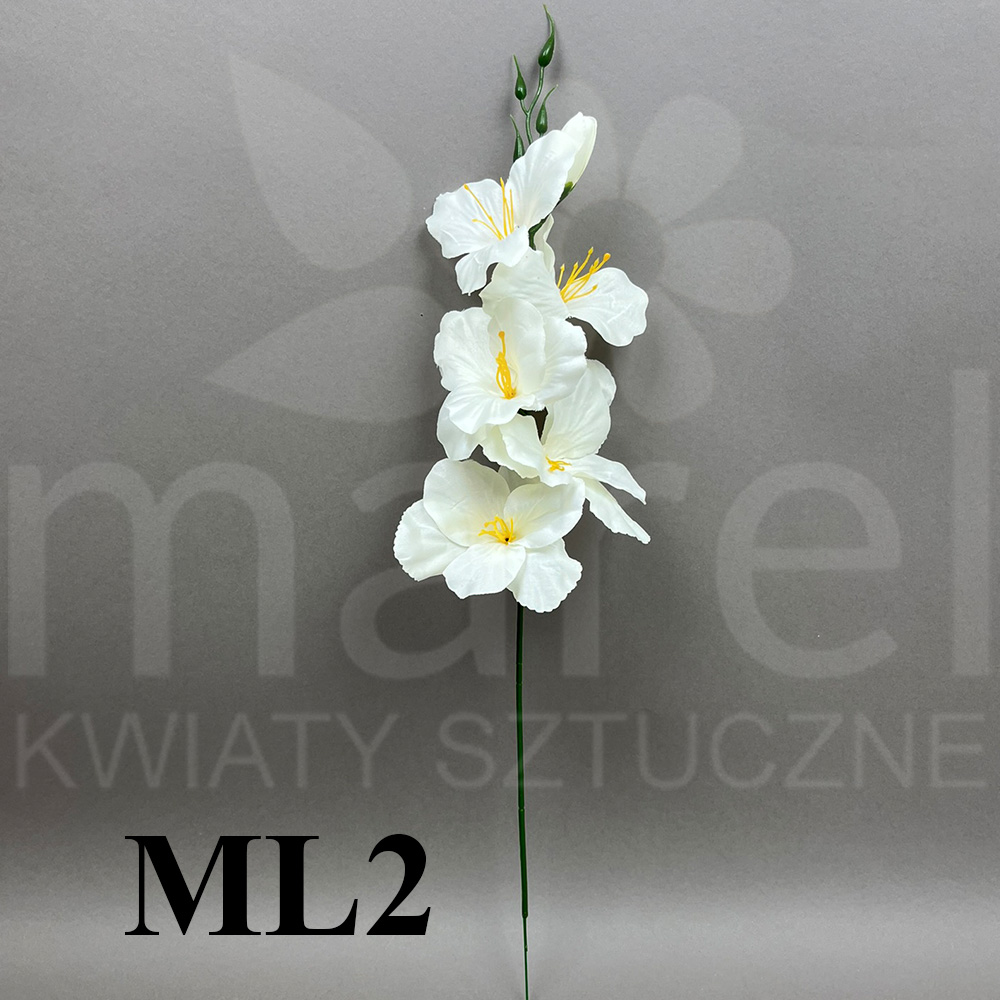 ML2.jpg