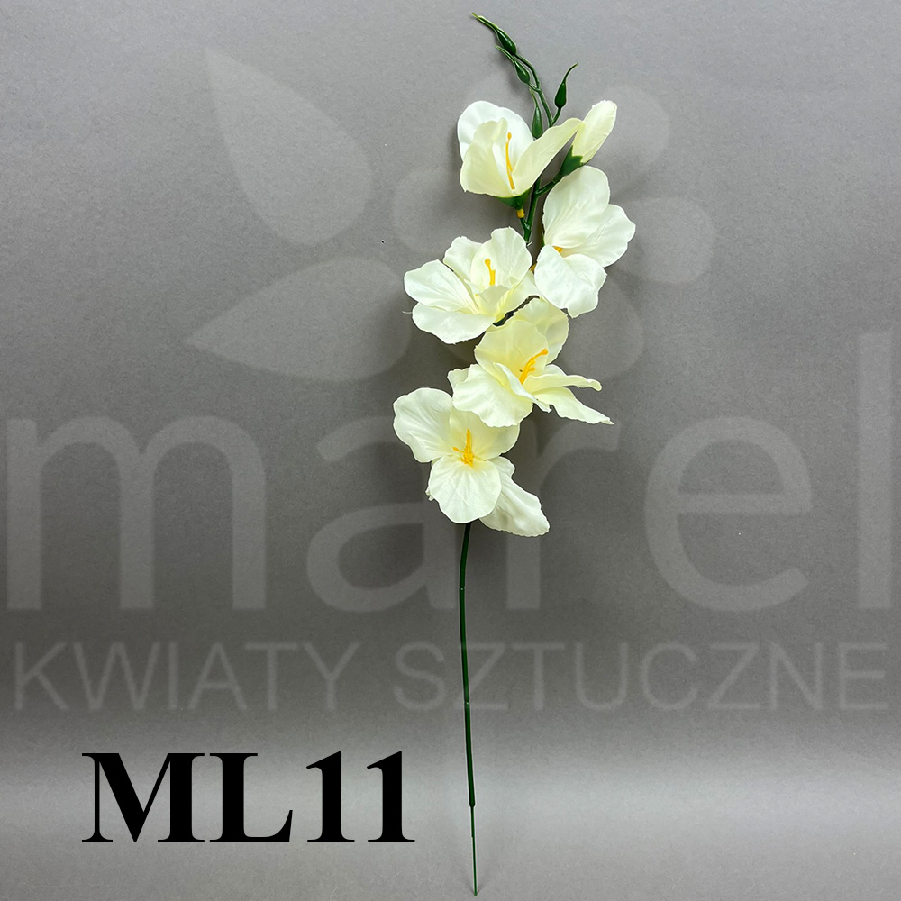 ML11.jpg