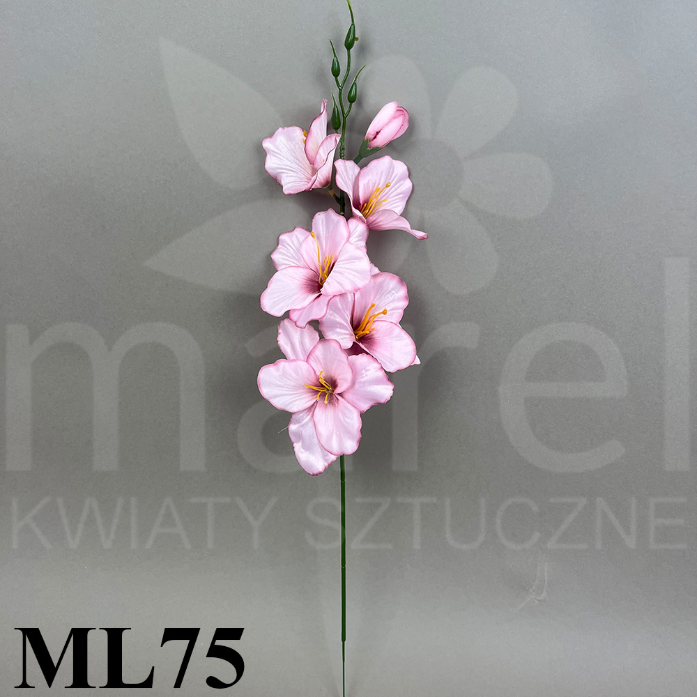 ML75.jpg