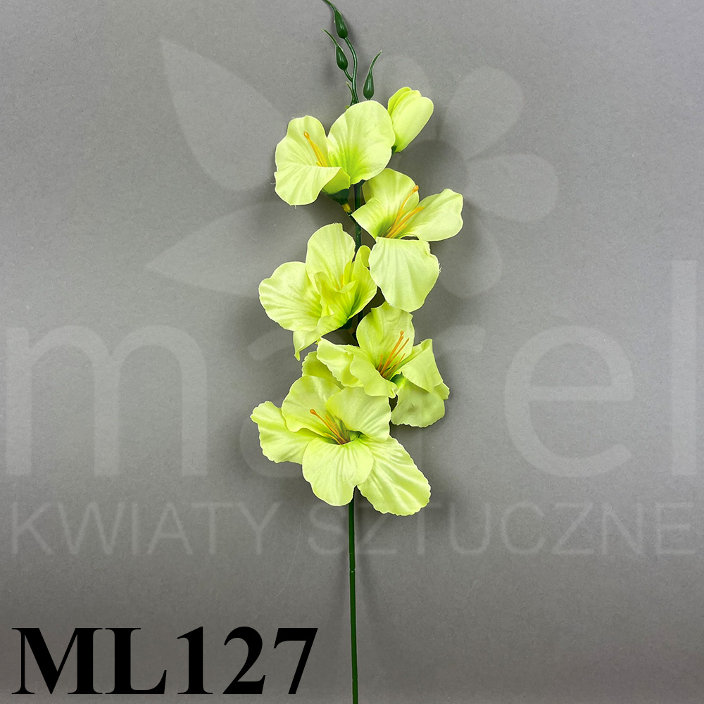ML127.jpg