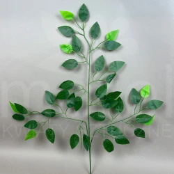 Liść beniamin MRL00005J