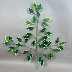 Liść beniamin MRL00005C