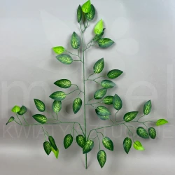 Liść beniamin MRL00005B