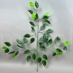 Liść beniamin MRL00005A