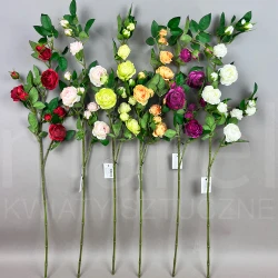 Dzika róża SUN663 #2 6ASST