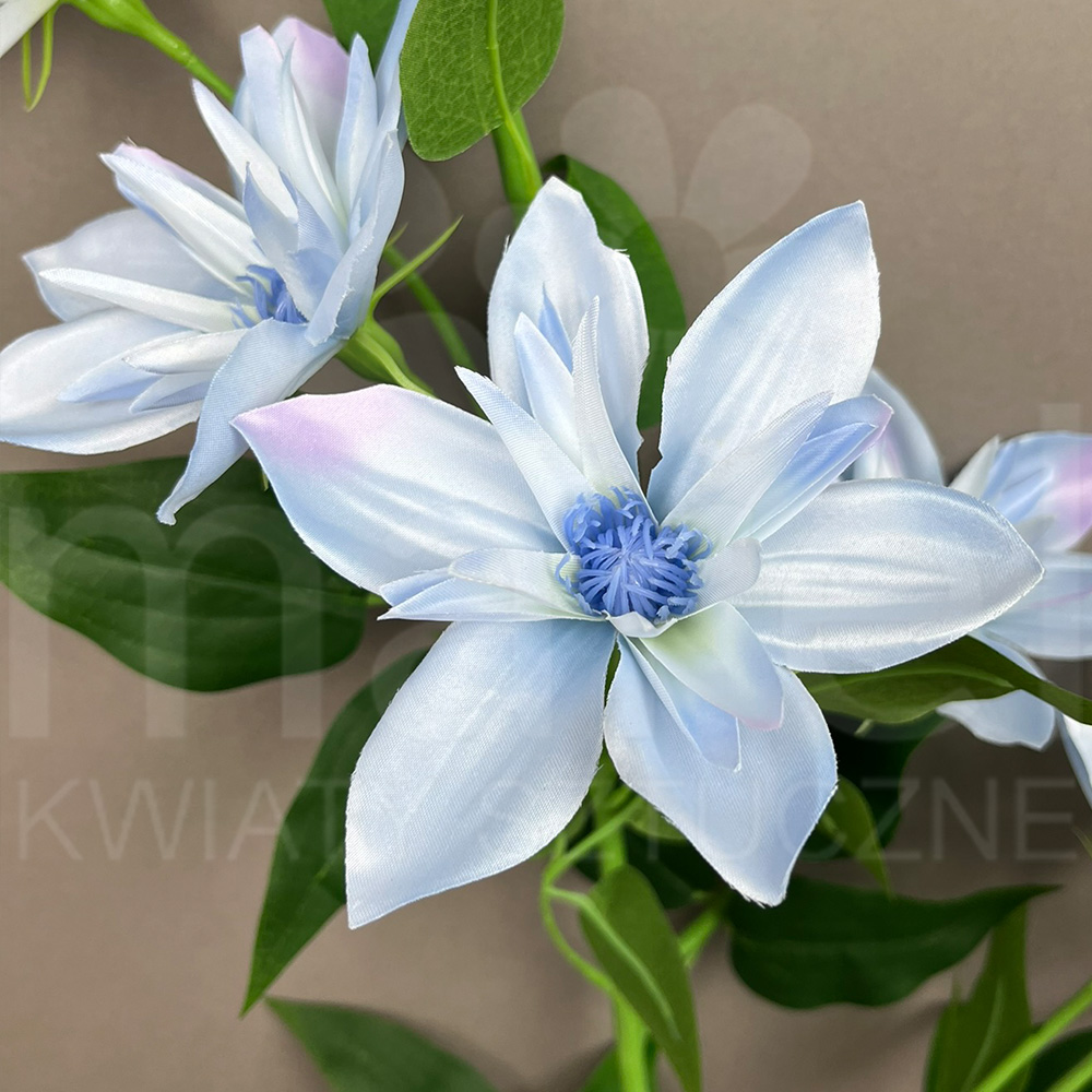 APowder Blue zblizenie.jpg