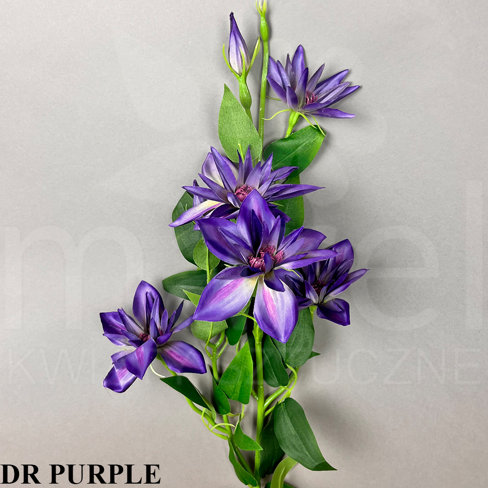 DR PURPLE.jpg