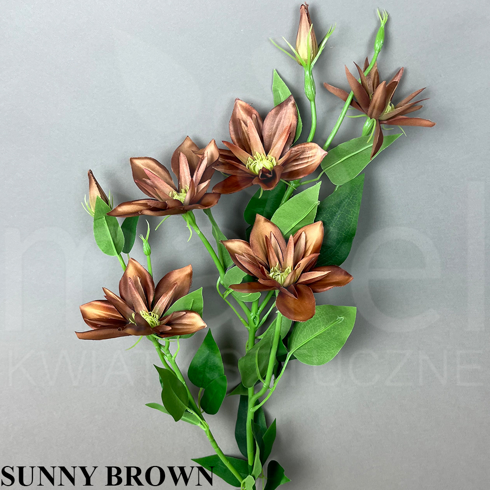 SUNNY BROWN.jpg