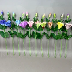 Eustoma SUN357