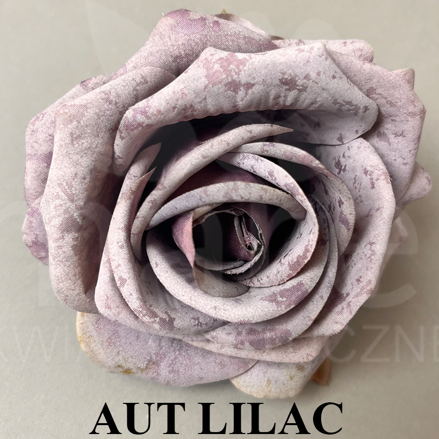 AUT LILAC.jpg