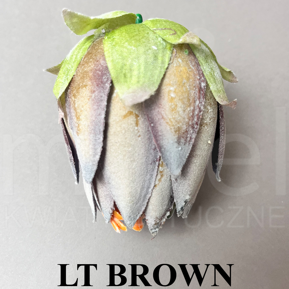 LT BROWN.jpg