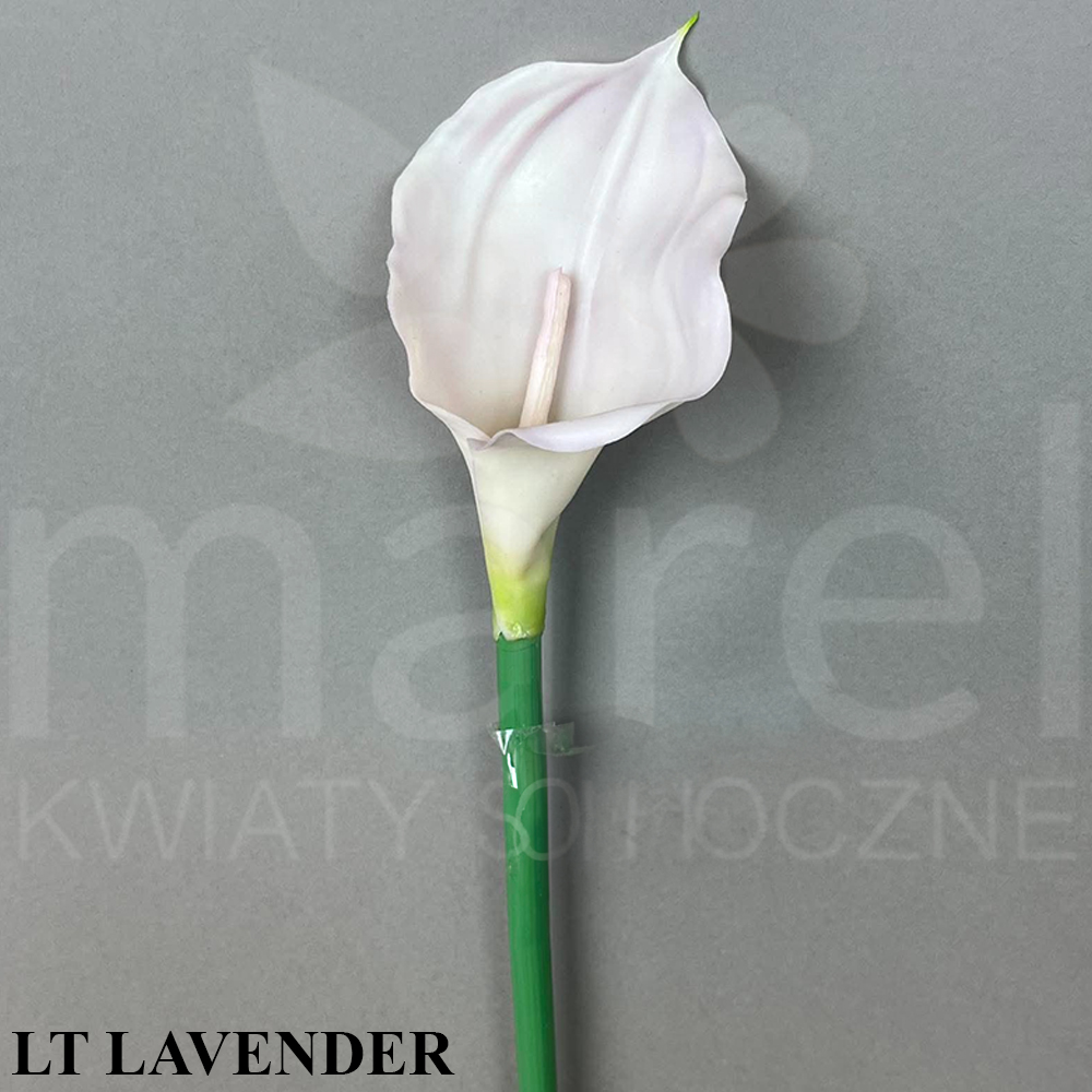 LT LAVENDER.jpg