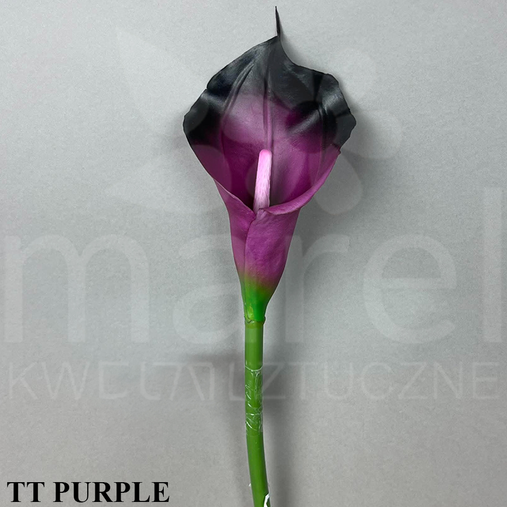 TT PURPLE.jpg
