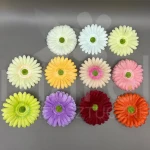 Gerbera HL29