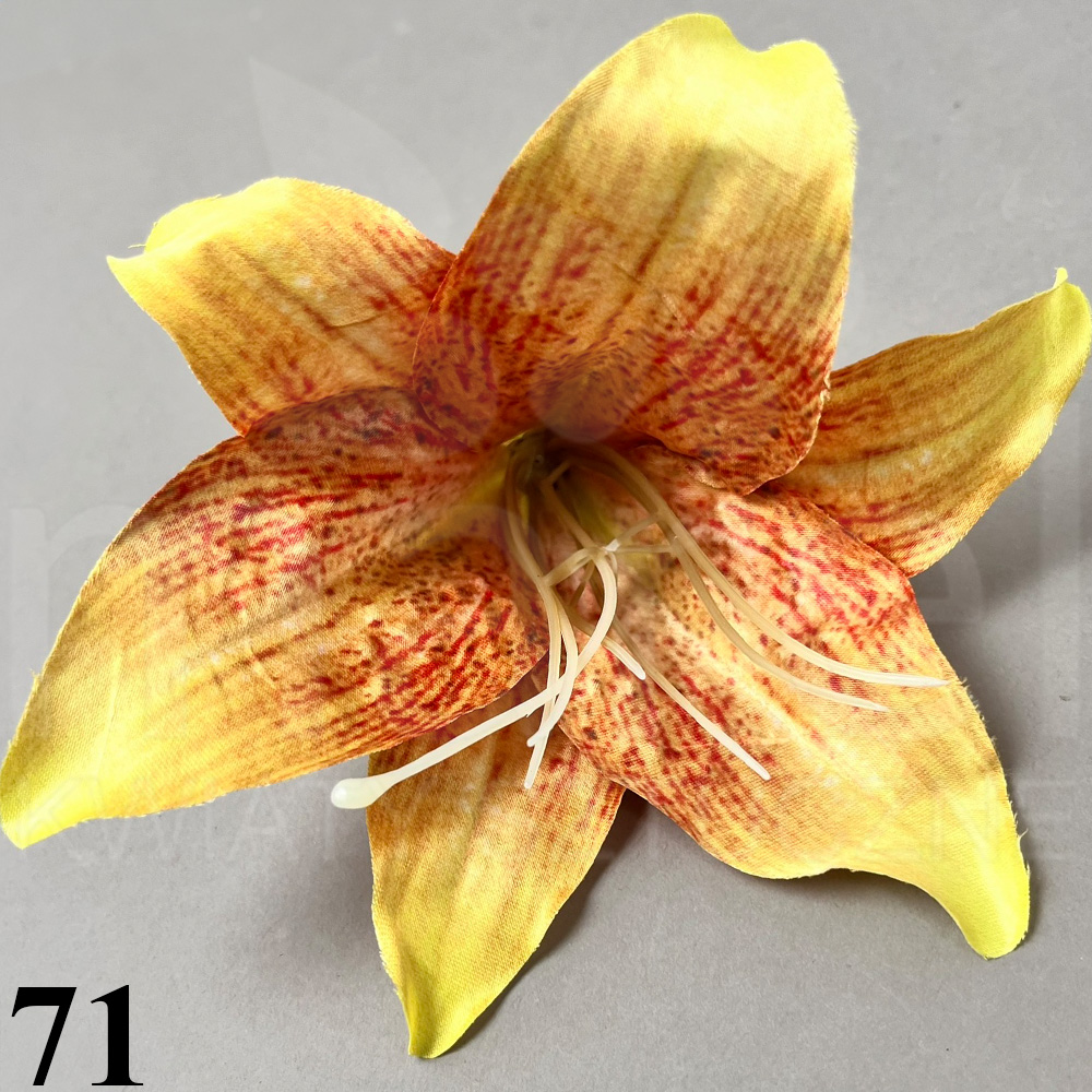 71.jpg
