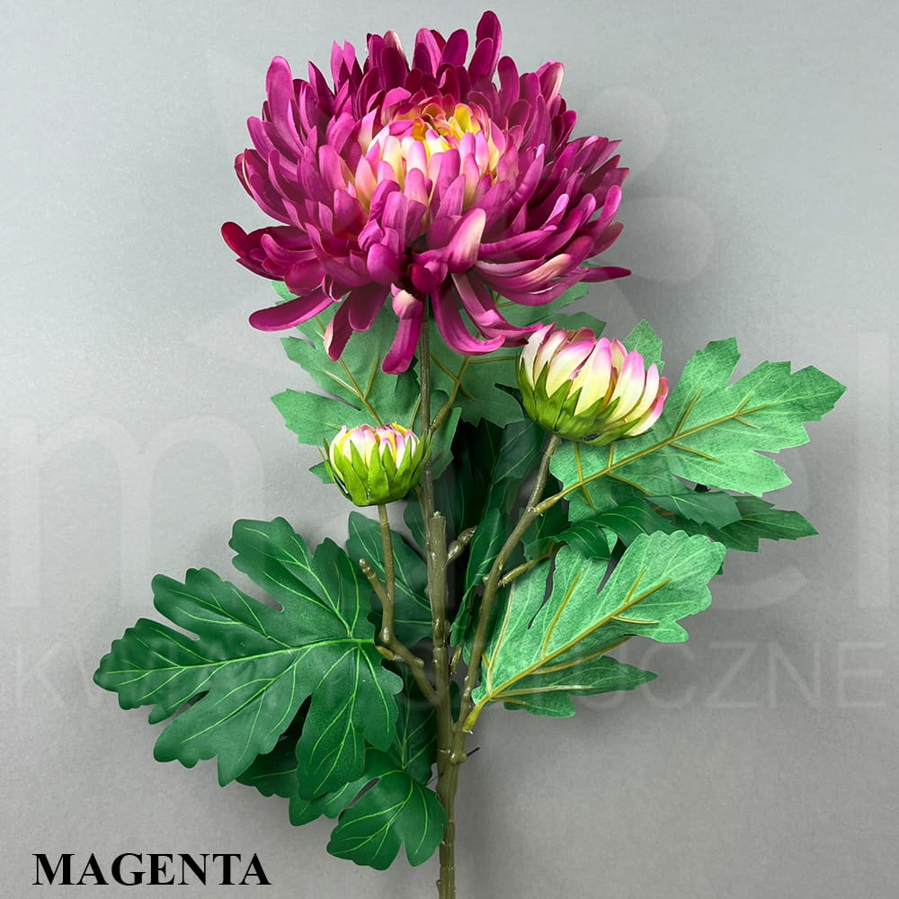 MAGENTA.jpg