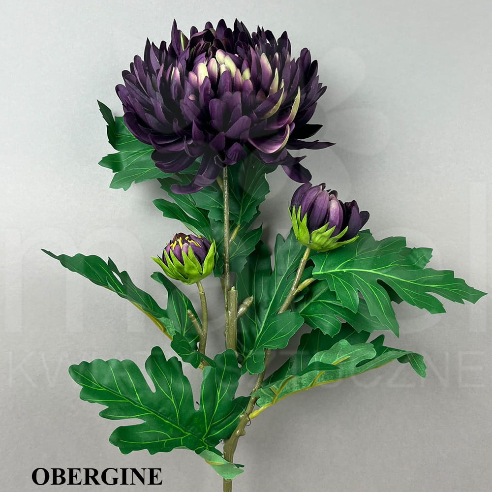 OBERGINE.jpg