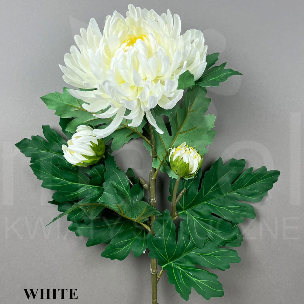 WHITE.jpg