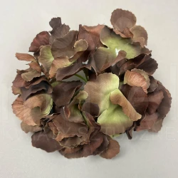 Hortensja 3CLE18 DK.BROWN