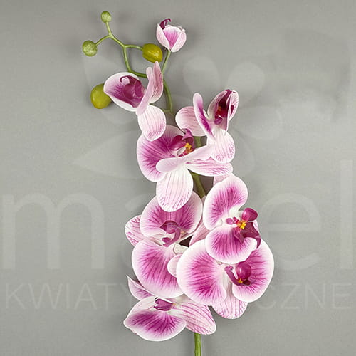 sun600 dirty beauty 18x9.jpg