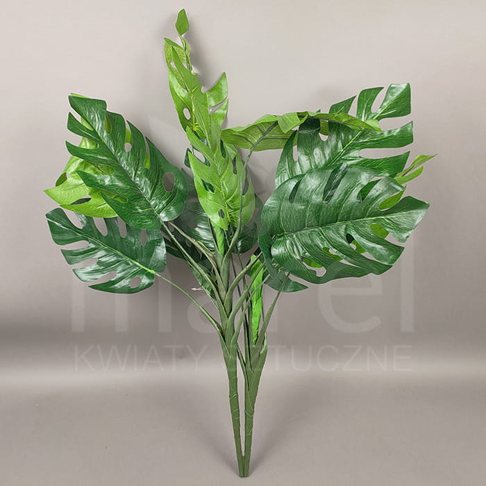 Monstera 15zl.jpg
