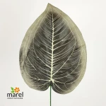 Liść 18-152/1 / S316-01