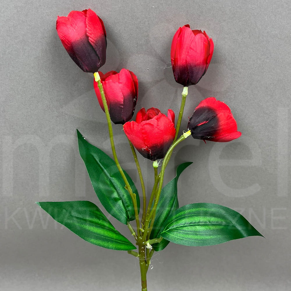 TULIPAN FLO1197.jpg