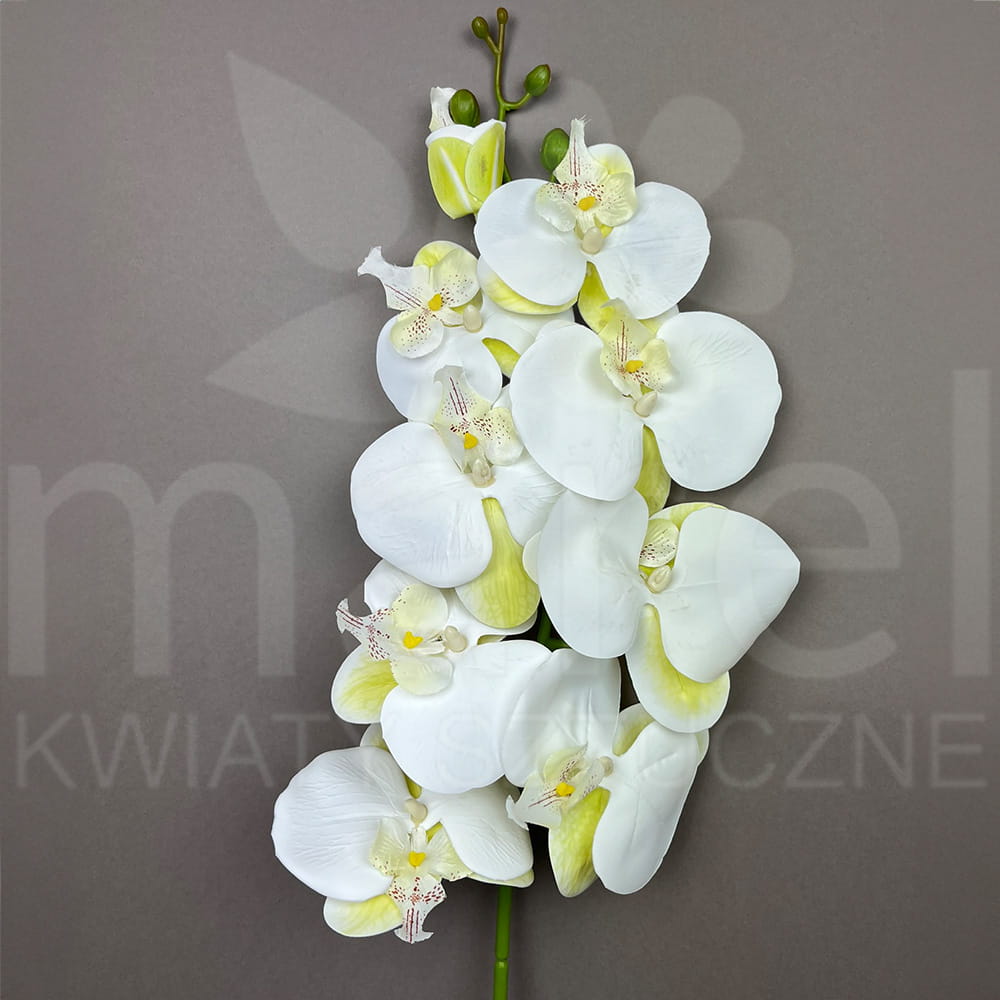 storczyk l054 cream.jpg