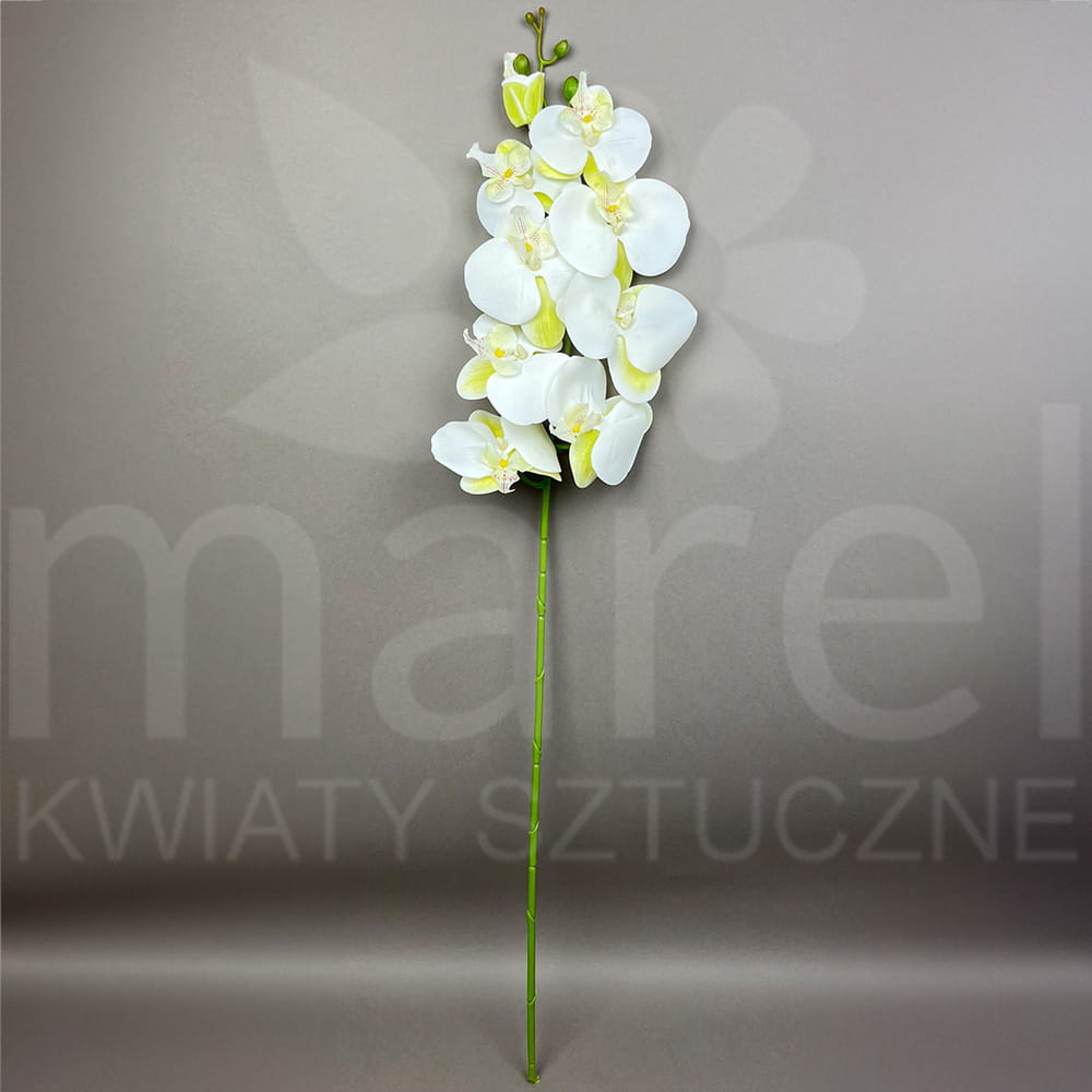 storczyk l054 creamm.jpg