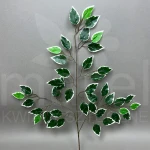 Liść beniamin 19392