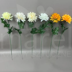 Chryzantema FLM061